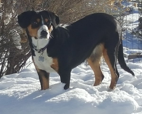 Entlebucher Swiss Mountain Dogs for sale in NM